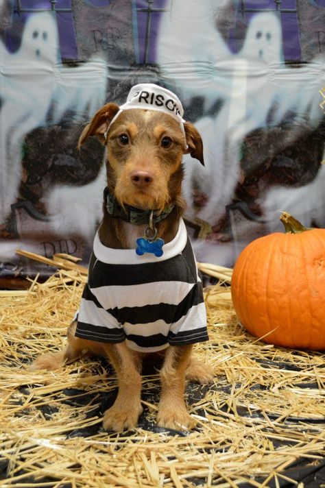 Finnegan as a prisoner | Dog Halloween Costumes | Fitdog Sports Club Halloween Costumes Prisoner, Cute Dog Halloween Costumes, Carve Pumpkins, Cops And Robbers, Celtic Traditions, Children Dress, All Saints Day, Sports Club, Dog Halloween Costumes