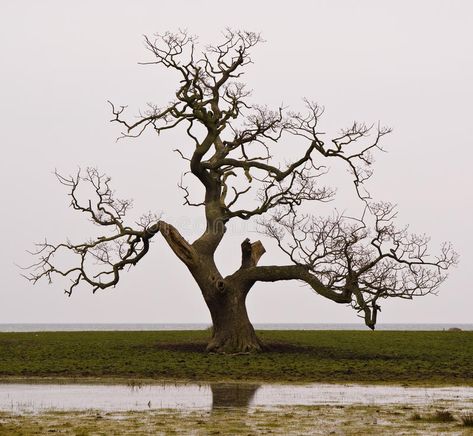 English Oak Tree, Tree Poem, Dry Tree, Pen Art Work, Tree Study, Dead Tree, Dark Tree, Giant Tree, Old Tree