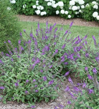 Classic Blue Plants | Proven Winners Pruning Butterfly Bush, Butterfly Bush Care, Proven Winners Plants, Deer Resistant Garden, Buddleja Davidii, Flower Cones, Monrovia Plants, Papillon Butterfly, Plant Catalogs