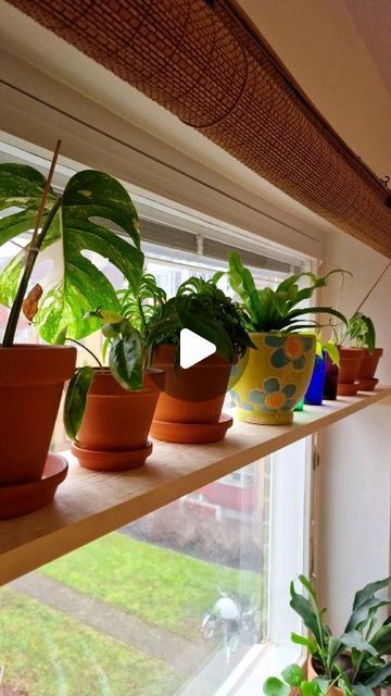 Hannah Fröberg on Instagram: "Had to reupload, please don't punish me Mr Algorithm.  DIY WINDOW/PLANT SHELF - I shared a video of this in stories the other day and asked if you wanted a reel on how to do it and you did, so here it is! 🙌🏻 I realise I was filming from a really bad angle in the beginning, sorry but I think you can see the process anyway 💁🏻‍♀️  Remember to like and save for later ❤️ It’s such an easy DIY, it took less than an hour to do. I’m not painting it yet, but I might at a later point when I am done with the kitchen makeover, hopefully next month! 🤞🏻  Notes: You want the shelf to be just a tiny bit smaller than the space, like literally a few millimetres. The “brackets” should be the width of the shelf and aligned with the wall.   So happy with it and now I have a Shelf In Window For Plants, Plants In Bay Window Ideas, Shelf Across Window, Plant Shelf In Front Of Window, Shelves In Front Of Window, Kitchen Window Plant Shelf, Diy Window Plant Shelf, Plant Shelf Window, Window Sill Plant Shelf