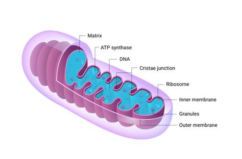 Mitochondria Aesthetic, Mitochondria Notes, Mitochondria Drawing, Mitochondria Diagram, Mitochondria Structure, Plant Cell Parts, Red Light Therapy Benefits, Mitochondrial Health, Cell Parts