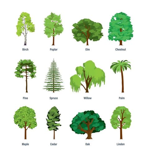 42+ Common Types Of Trees With Names, Facts, and Pictures Types Of Trees, Hawthorn Tree, Poplar Tree, Elm Tree, Conifer Trees, Tree Images, Different Types Of Wood, Ornamental Trees, Tree Illustration