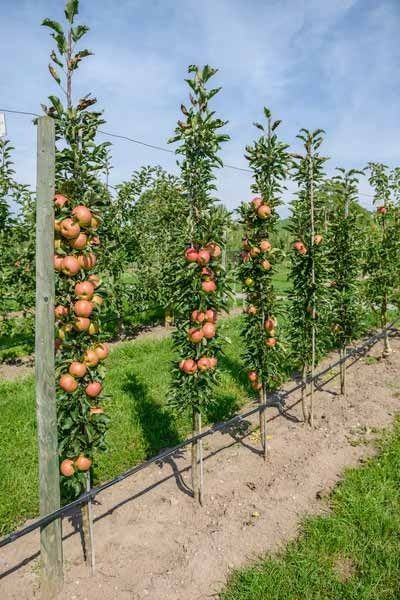 How To Create A Garden Orchard With Only Five Fruit Trees. Victory Garden Plans, Fruit Trees Garden Design, Backyard Orchard, Fruit Trees Backyard, Garden Orchard, Espalier Fruit Trees, Fruit Tree Garden, Fruit Orchard, Fenced Vegetable Garden