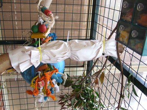 Tips For Keeping Your Bird Busy And How To Make Parrot Toys Last Parrot Enrichment, Diy Parrot, Diy Parrot Toys, Blue And Gold Macaw, Parakeet Toys, Fat Bird, Parrot Perch, Parrot Toys, Just Give Up