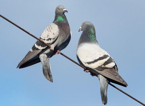 Feral Pigeon, Cute Pigeon, Pigeon Pictures, Wood Pigeon, Pigeon Bird, Park City, Pigeon, Paloma, Pet Birds