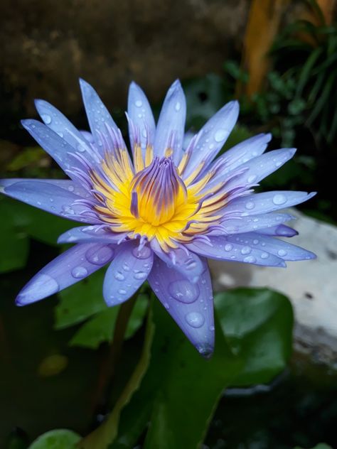 Blue Lotus Aesthetic, Water Lily Drawing, Large Drawings, Lily Water, Pretty Flowers Pictures, Lilies Drawing, Lotus Flower Pictures, Purple Water, Blue Lotus Flower