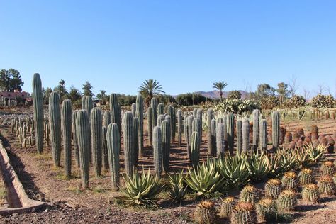 Cactus Thiemann has more than 150 varieties of the spiky succulent. Cactus Farm, Desert Climate, Landscaping Inspiration, Marrakesh Morocco, Desert Garden, The Desert, Cactus Plants, Morocco, Succulent