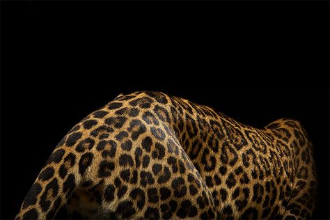 Big Cats: Photos by Vincent J. Musi Golden Brunette, Cat Portraits, Laptop Wallpaper, Life Design, Ipad Wallpaper, Cat Photo, Big Cats, Cheetah Print, Wild Cats