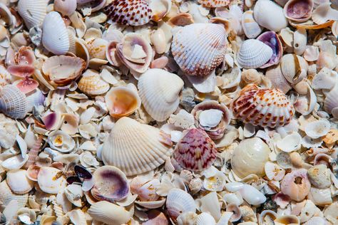 It's a great time of the year for shelling in Indian Rocks Beach and Indian Shores! Here's what you need to know before you head out on the beach. Beach Towns In Florida, Indian Rocks Beach Florida, Gulf Coast Vacations, Florida Holiday, Florida Gulf Coast, Indian Shores, Honeymoon Island, Indian Rocks Beach, Beach Towns