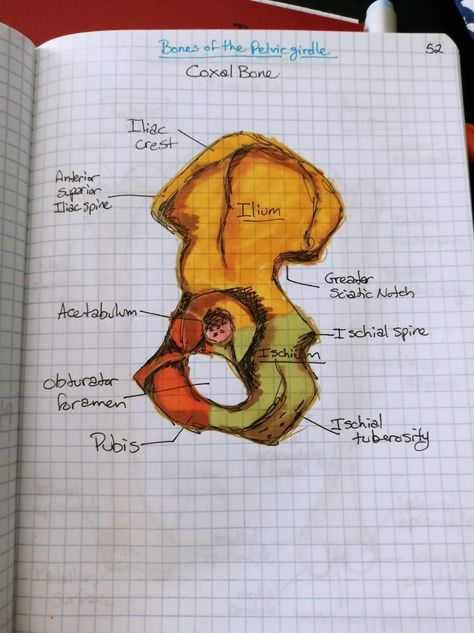 Bones Anatomy Study, Pelvic Bone Drawing, Bone Anatomy Drawing, Anatomy Bones Drawing, Pelvic Bones Drawing, Gross Anatomy Notes, Pelvic Girdle Anatomy, Pelvic Bone Anatomy, Hip Bone Anatomy Notes