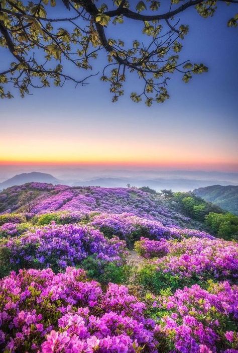 South Korea Photography, Flower Places, Mountains Aesthetic, Korean Picture, Beauty Flowers, Love Roses, Good Morning Beautiful Flowers, Strawberry Plants, Roses Are Red