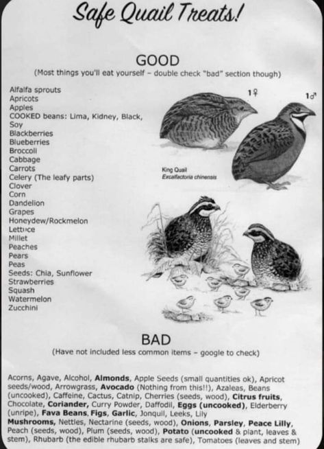 Quail Habitat Plants, Quail Keeping, Raising Quail For Meat, Raising Quails For Eggs, Keeping Quails, Button Quail Enclosure, Farm Work, Homestead Animals, Homesteading Animals