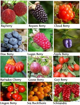 Berries in multitude of shapes, sizes, flavors and grow from the arctic into the tropics. Growing Berries In Containers, Berry Bushes Garden Ideas, List Of Berries, Berries Garden, Edible Berries, Honey Berry, Fruit Trees In Containers, Types Of Berries, Berry Garden