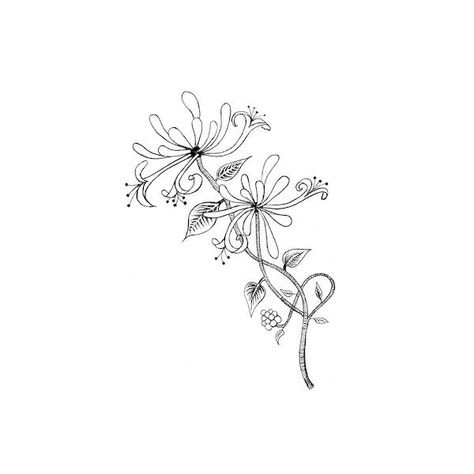 June-honeysuckle Flower Tattoo Outline, June Birth Flower Tattoo, Tattoo Birth Flower, Honeysuckle Tattoo, Gladiolus Tattoo, June Flower, Semicolon Project, June Birth Flower, Honey Suckle