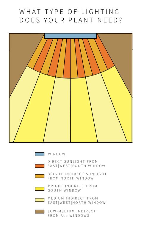 What Type of Lighting Does Your Plant Need? ?Low Light, Bright Indirect, Full Sun, learn what plant lighting means and the plants that thrive in them! Understand the lighting conditions in YOUR home! #houseplants #plantlighting Type Of Lighting, Plant Care Houseplant, Plant Light, Garden Hacks, Low Light Plants, Plant Decor Indoor, Citrus Trees, House Plants Decor, House Plant Care