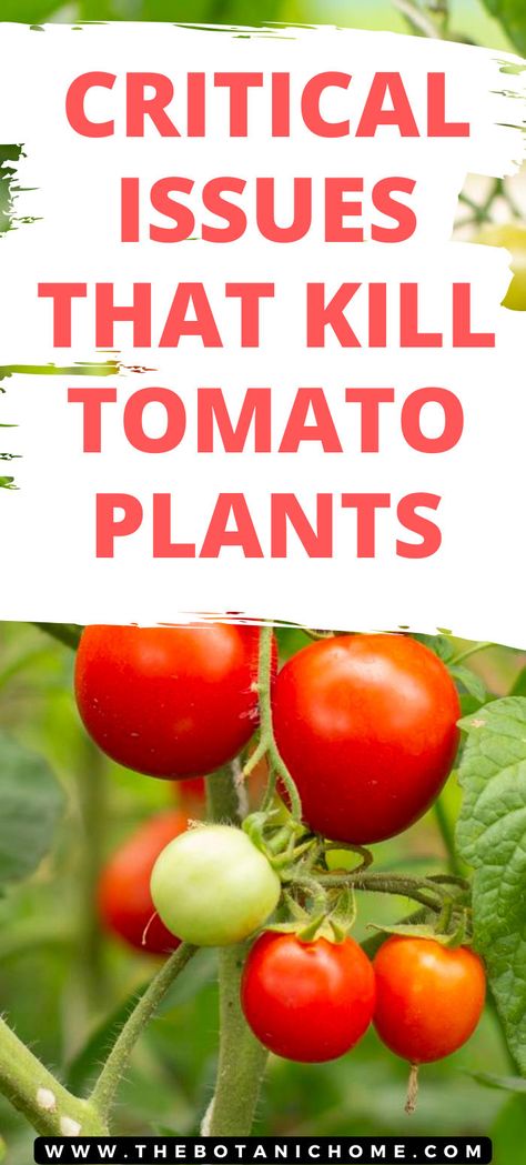 Image of tomato plants growing in a vegetable garden. Text reads: Critical issues that kill tomato plants. How To Prune Tomatoes, How To Grow Cherries, Growing Cherry Tomatoes, Tomato Pruning, How To Grow Tomatoes, Gardening Tips For Beginners, Garden At Home, Grow Tomatoes, Tomato Garden