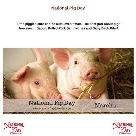 Pig Showing Quotes, Showing Pigs Quotes, List Of National Days, Funny Maps, National Pig Day, Ideas Of March Memes, Animal Calendar, National Day Calendar, March Themes