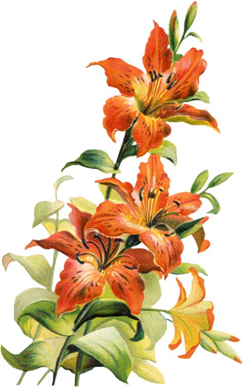 Orange Lily Flower, Tiger Lily Flowers, Tiger Lily Tattoos, Lilies Drawing, Vintage Tiger, Fleur Orange, Lily Painting, Easter Lily, Tiger Shroff