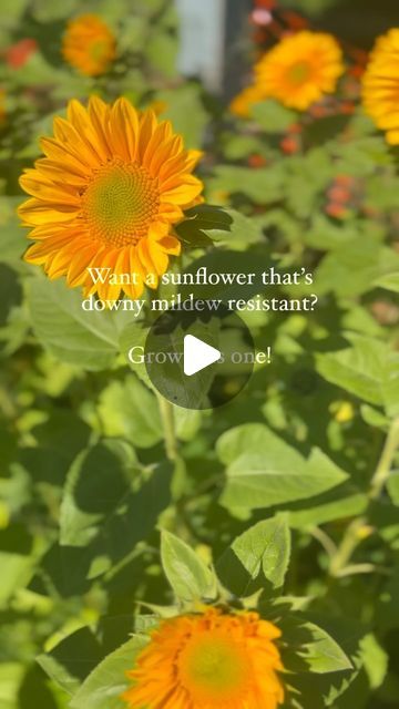 Nina Rivers | Fleur Sauvage on Instagram: "; ProCut® Gold Lite DMR! This single stem variety is pollenless, making it a great option for cut flower arrangements, is bred to be downy mildew resistant and adds an interesting element to bouquets with its bright green center 💚 Seeds available @johnnys_seeds #Sunflower #FlowerFarmer #FarmerFlorist #Floriculture #MicroFlowerFarm #UrbanFarming #FleurSauvageCo" Cut Flower Arrangements, Flower Farmer, Urban Farming, Flower Farm, Cut Flowers, Bright Green, Farmer, Florist, Bouquets