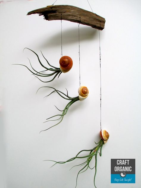 Its just air plants, sea shells, fishing line, and a piece of wood!!!!!!!! If somebody made this for me, I think I would love them forever. Air Plants Diy, Air Plants Decor, Mobile Craft, Air Plant Display, Plant Decoration, Deco Nature, Drift Wood, Ornamental Plants, Plant Ideas