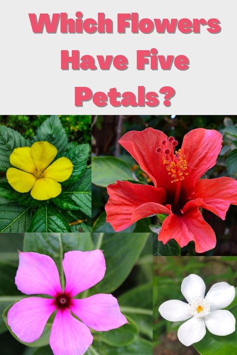 What Flowers Have Five Petals 5 Petal Flower, Five Petal Flower, Flower Chart, Nature Magic, Garden Guide, Flower Names, Planting Vegetables, Unique Beauty, Star Flower