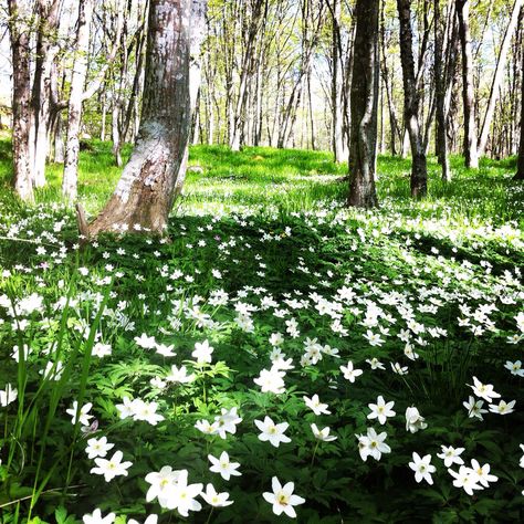 Fin forårsskov :-) Anemone nemorosa Vitsippa Meadow Anemone, Anemone Nemorosa, Orchard Garden, Wisteria Tree, Woodland Flowers, Cottage Garden Plants, Garden Bulbs, Wildlife Gardening, Landscape Photography Nature