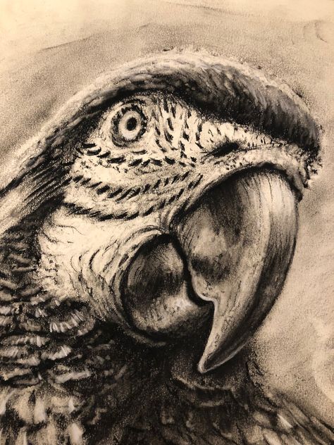 "This is an original charcoal sketch. Only 1 in stock. 14\"x17\"" Sketches Of Feelings, Realistic Sketches Nature, Charcoal Sketches Realistic, Charcoal Art Ideas, Simple Charcoal Drawing, Charcoal Art Easy, Charcoal Drawing For Beginners, Charcoal Animals, Charcoal Animal Drawings