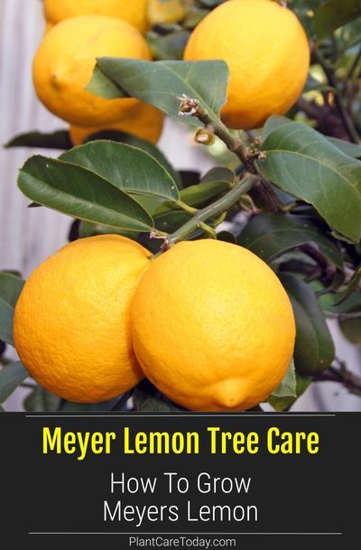 The Meyer lemon tree is a citrus cross between an orange and lemon and a simple fruit tree for homeowners to grow. We share tips for growing a tree successfully. Lemon Tree Potted Care, Meyer Lemon Tree Care, Lemon Tree Care, Lemon Tree Potted, Indoor Lemon Tree, Grow Lemon, Fruit Trees In Containers, Growing Lemon Trees, Lemon Plant