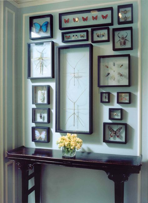 For a wall-mounted collection of butterfly and bug specimens in a house in Chicago, Tom Stringer created an installation within a rectangle created by architectural molding. Credit...Courtesy of Tom Stringer Design Partners Framed Insect, Cabinet Of Curiosity, Insect Taxidermy, Cabinet Of Curiosities, Insect Art, My New Room, Displaying Collections, Taxidermy, The Wall