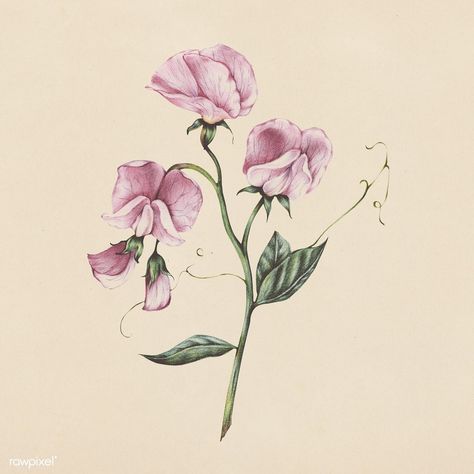 Illustration of flower watercolor style | premium image by rawpixel.com Rose Drawing Pencil, Color Pencil Illustration, Sweet Pea Flowers, Free Illustration Images, Rose Illustration, Drawing Flowers, Pea Flower, Rose Drawing, Flower Watercolor