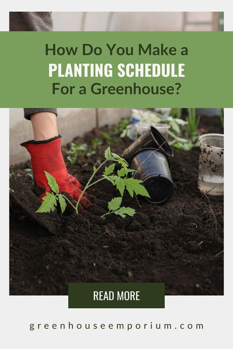 Do you know the benefits of making a planting schedule for your greenhouse? Every month, even in winter, can be an active growing season in your greenhouse. You can create tasks for each month to make sure you have herbs, fruits and vegetables ready for harvest each month. You can also schedule time to take care of your greenhouse cleaning and repairs tasks. Read on to learn more about how to make a greenhouse planting schedule! Greenhouse Planting Schedule, Greenhouse Emporium, Make A Greenhouse, Greenhouse Tips, Greenhouse Planting, Planting Schedule, Above Ground Garden, Vegtable Garden, Growing Onions