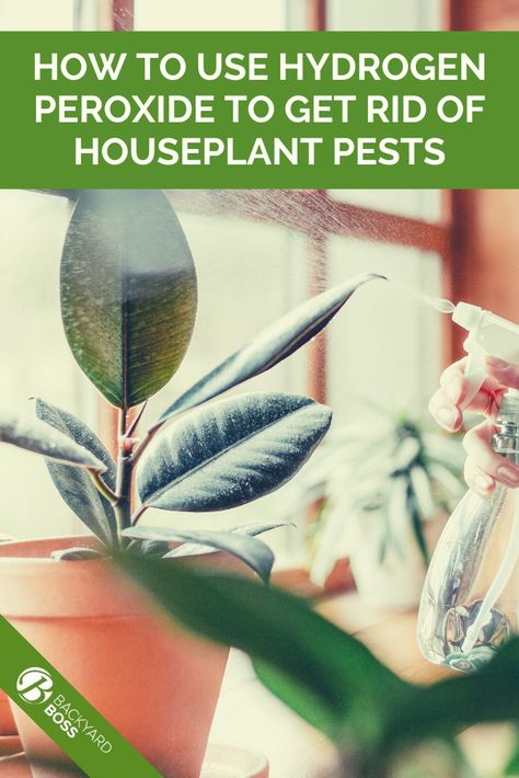 Hydrogen peroxide is a good way to get rid of certain types of pests that plague houseplants. Find out how you can effectively use hydrogen peroxide on houseplants step by step. Learn how to identify the pests that hydrogen peroxide is most effective on, what concentrations to use, and how to apply it correctly. Gnats In House Plants Hydrogen Peroxide, How To Get Rid Of Houseplant Bugs, Hydrogen Peroxide For Plants Gnats, How To Use Hydrogen Peroxide For Plants, Houseplant Pests, Peroxide For Plants, Hydrogen Peroxide For Plants, Getting Rid Of Nats, Gnats In House Plants