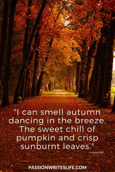 Fall Time Quotes, Quotes About Letting Go, Autumn Gardening, Fall Sayings, Autumn Poems, About Letting Go, Fall Quote, Love Rose Flower, Fall Images