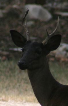 Black Creek Farm Melanistic Deer, Melanistic Animals, Deer With Antlers, Black Deer, Albino Animals, Mule Deer, Rare Animals, Manx, Whitetail Deer