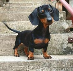 Cute dachshund... If you love dachshunds visit our blog to find the best products and accessories for hounds and #doglovers. #dachshundcentral #dachshund #cute #sausagedog #doxie  credits unknown #daschundfacts Dachshund Facts, Dachshund Cute, Doxie Puppies, Dachshund Puppy Miniature, Miniature Dachshunds, Dapple Dachshund, Dachshund Art, Weiners, Weenie Dogs