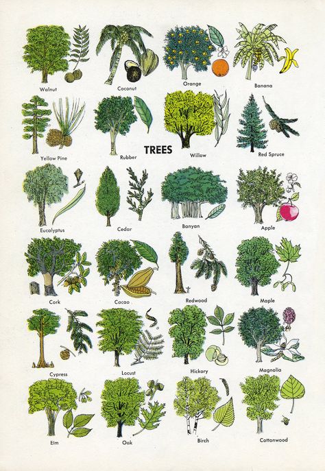 Trees | Bart Solenthaler | Flickr Tree Leaf Identification, Paper Craft Ideas For Kids, Nature Guide, Leaf Identification, Aesthetic Paper, Tree Id, Tree Identification, Paper Craft Ideas, Craft Ideas For Kids