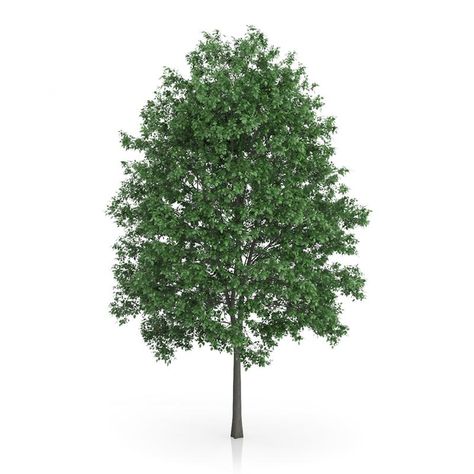 Common Hornbeam Tree (Carpinus betulus) 14.5m 3D Model #AD ,#Tree#Hornbeam#Common#Carpinus Painshill Park, Hornbeam Tree, Carpinus Betulus, Photoshop Png, Tree Identification, Farm Nursery, Management Consulting, Model Tree, Garden Inspo