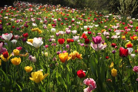 Tulip Meadow, Brick Courtyard, Tulip Farm, Dutch Gardens, Farm Landscape, Stone Lion, Dutch Masters, Tulip Festival, Wooden Gates