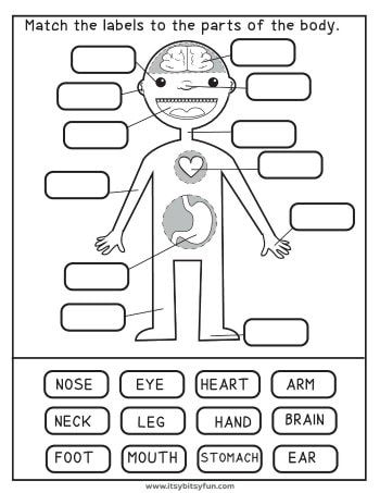 Human Body Worksheets - Itsy Bitsy Fun Teacher Preschool Activities, Teachers Worksheets, Education Worksheets, Homeschooling Worksheets, Free School Worksheets, Second Grade Activities Printables, Worksheets For Grade 3 Free Printable, School Learning, 123 Homeschool 4 Me Free Printable Preschool Worksheets