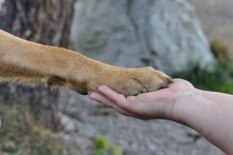 How To Spend Quality Time With Senior Dogs | Sidewalk Dog Dog Paw Moisturizer, Dry Dog Paws, Dog Paw Balm, Puppy 101, Paw Balm, Dog Nails, High Five, Animal Welfare, Pet Loss