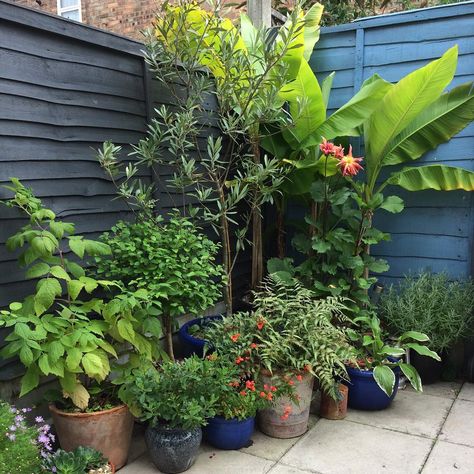 11- contented corner My little courtyard garden is all corners really, this is from last summer.  #aprilgardenantics #corner… Corner Garden Ideas, Bamboo Fountain, Corner Plant, Cozy Backyard, Corner Garden, Blooming Trees, Topiary Trees, Tropical Tree, Pollinator Garden