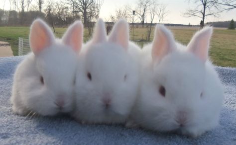 Florida White Bunnies for Sale in MI Bunnies For Sale, Florida White Rabbit, Lop Bunnies, White Bunnies, Rabbit Breeds, White Bunny, White Rabbit, Rabbits, Baby Animals