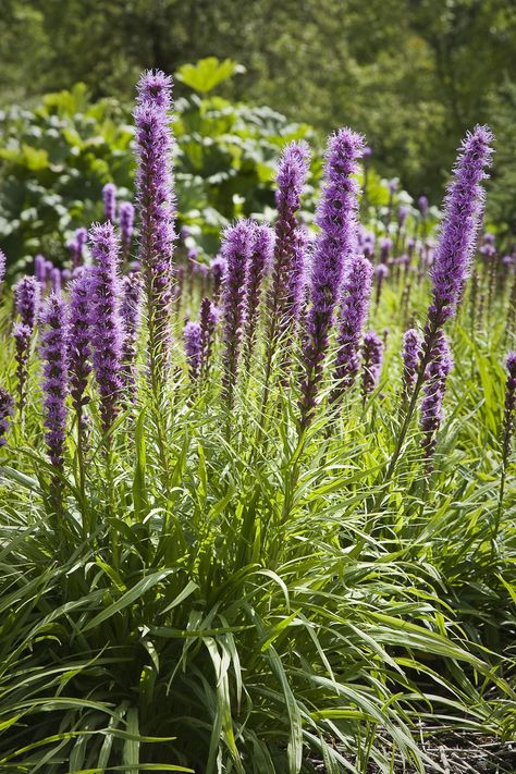 Liatris Blazing Star Liatris Pycnostachya, Prairie Nursery, Liatris Spicata, Lake Flowers, Minnesota Wildflowers, Heat Tolerant Plants, Dianthus Flowers, Rain Gardens, Blazing Star