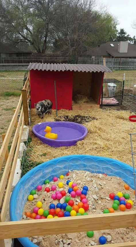 Pig Litter Box Ideas, Mini Pig Care, Homestead Inspiration, Fair Week, Kune Kune Pigs, Animal Enclosures, Goat Pen, Homestead Animals, Raising Pigs