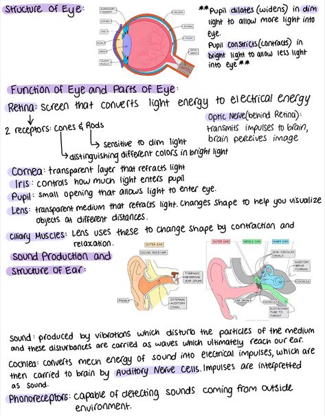 Biology Notes | Grade 9 IB | Functions and Parts of Human Eye | How Sound Production Works | Structure of Human Ear Anatomy Of Eye Notes, Eye Biology Notes, Structure Of Eye Notes, Ear Structure Anatomy, Eye Anatomy Notes, Eye Structure Anatomy, Structure Of Ear, Human Eye Notes, Eye Biology