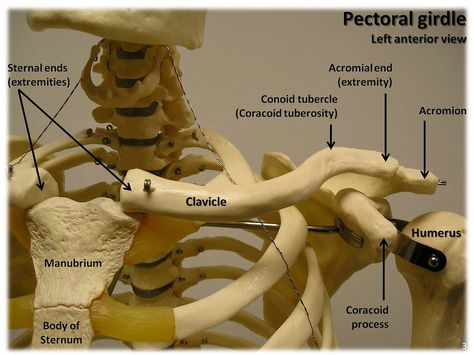 photo Bony Landmarks, Pectoral Girdle, Appendicular Skeleton, Shoulder Girdle, Anatomy Bones, Basic Anatomy And Physiology, School Help, Medical Education, Medical Information