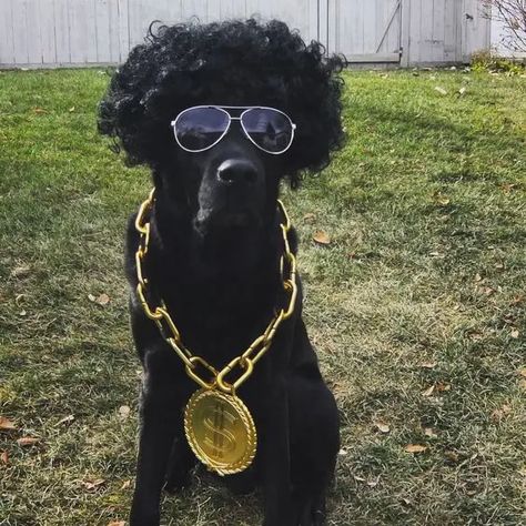 14 Cute Halloween Costumes For Labradors And Golden Retrievers - PetPress Dog Halloween Costumes For Black Dogs, Black And White Dog Costume, Halloween Costumes For Goldendoodles, Costume For Black Dog, Black Dog Costume Ideas, Black Dog Halloween Costumes, Black Dog Costume, Bff Costumes, Black Goldendoodle