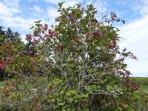 Highbush Cranberry (not a true cranberry) - Cooperative Extension: Cranberries - University of Maine Cooperative Extension Cranberry Tree, Snowball Tree, Highbush Cranberry, Guelder Rose, Viburnum Opulus, University Of Maine, Food Forest, Wild Plants, Fruit Plants