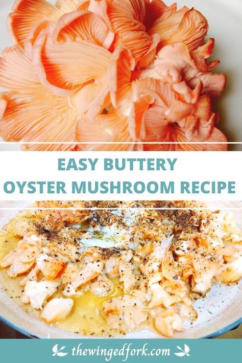 Pink Oyster Mushroom Recipe, Pink Oyster Mushroom, Buttery Recipes, Oyster Mushroom Recipe, Wild Mushroom Recipes, Mushroom Recipe, Mushroom Dish, Foraged Food, Oyster Mushroom