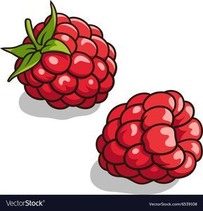 Raspberries 001 Royalty Free Vector Image - VectorStock Raspberry Illustration, Raspberry Art, Jungle Decorations, Easy Disney Drawings, Fruit Clipart, Warm Scarves, Watercolor Fruit, Fruit Illustration, Fruit Painting